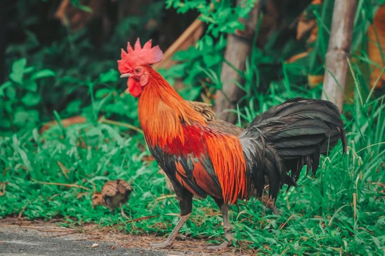 5 Contoh teks laporan hasil observasi ayam lengkap dengan pengertian dan strukturnya