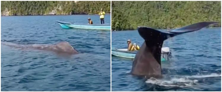 Aksi bocah Papua naik ikan paus di Raja Ampat ini bak adegan film Avatar, bikin takjub