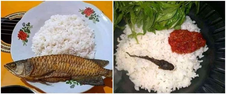 [KUIS] Bosan makan ayam terus? Cari tahu lauk ikan apa yang enak dimakan bareng nasi di sini