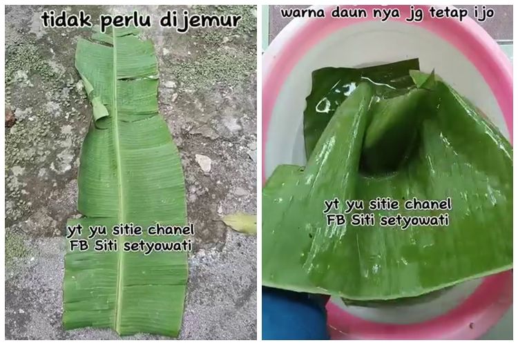 Cara mudah melenturkan daun pisang dalam jumlah banyak ini tak perlu takut sobek dan warna tetap hijau